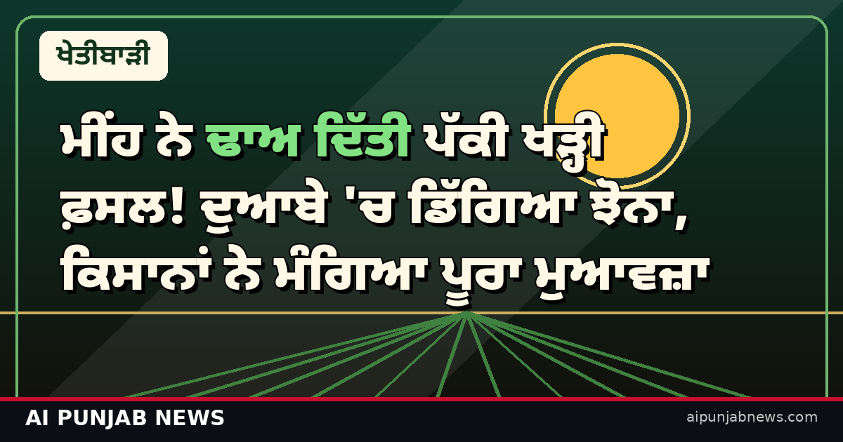 ਮੀਂਹ ਨੇ ਢਾਅ ਦਿੱਤੀ ਪੱਕੀ ਖੜ੍ਹੀ ਫ਼ਸਲ! ਦੁਆਬੇ 'ਚ ਡਿੱਗਿਆ ਝੋਨਾ, ਕਿਸਾਨਾਂ ਨੇ ਮੰਗਿਆ ਪੂਰਾ ਮੁਆਵਜ਼ਾ