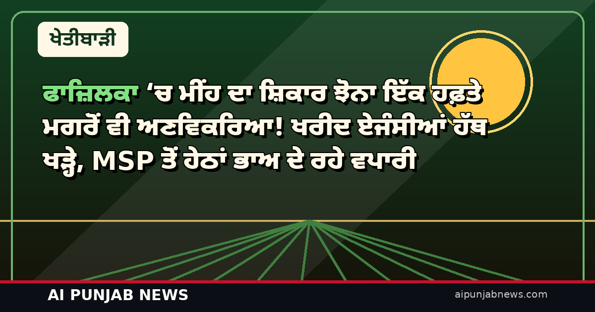 ਫਾਜ਼ਿਲਕਾ ‘ਚ ਮੀਂਹ ਦਾ ਸ਼ਿਕਾਰ ਝੋਨਾ ਇੱਕ ਹਫ਼ਤੇ ਮਗਰੋਂ ਵੀ ਅਣਵਿਕਰਿਆ! ਖਰੀਦ ਏਜੰਸੀਆਂ ਹੱਥ ਖੜ੍ਹੇ, MSP ਤੋਂ ਹੇਠਾਂ ਭਾਅ ਦੇ ਰਹੇ ਵਪਾਰੀ